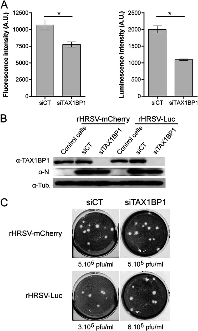 FIG 2