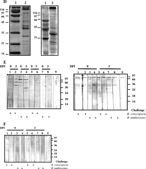 FIG. 7.