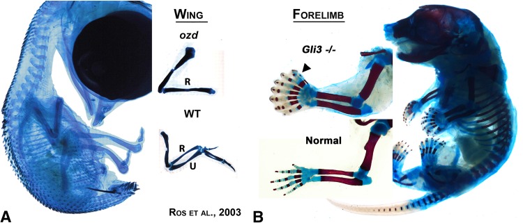 Fig. 2A–B