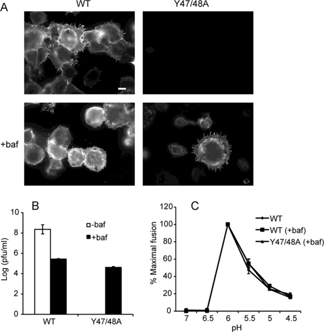 Fig 6