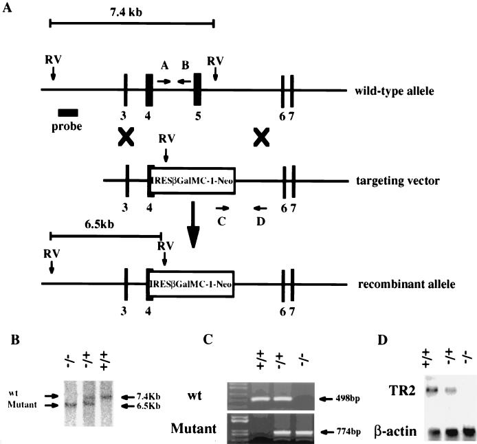 FIG. 1.