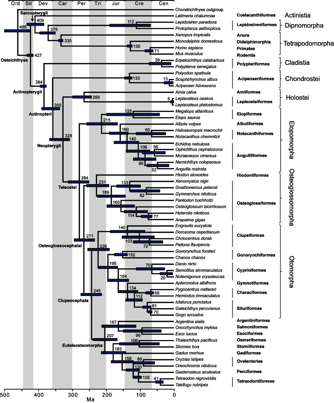 Timetree showing divergence times for fish lineages based on Bayesian UCLN analysis with 24 age constraints.