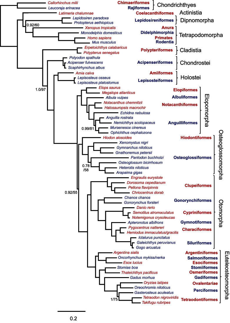 Phylogenetic tree obtained from Bayesian analysis of concatenated data with 14 partitions. 