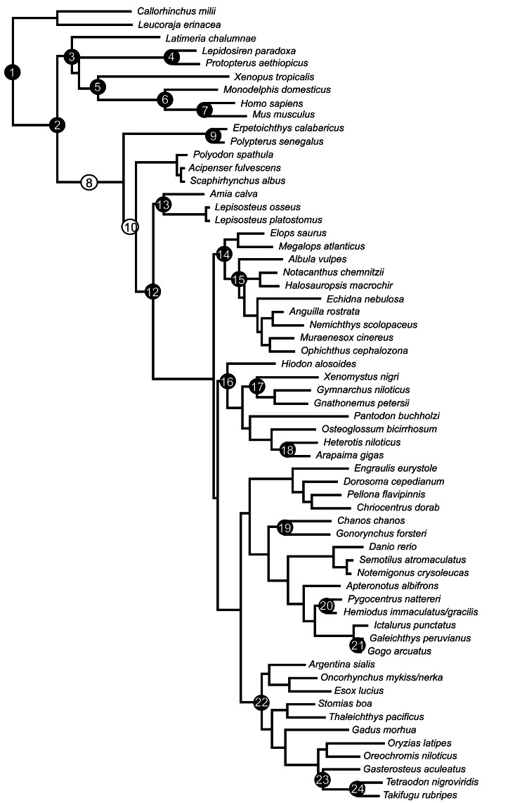 Tree showing branch locations of fossils used in dating analysis (Fig. S1). 