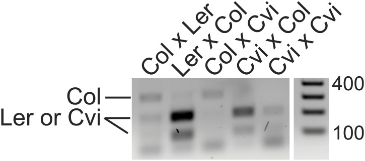 Figure 1—figure supplement 2.