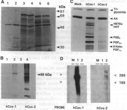 graphic file with name pnas01090-0109-a.jpg