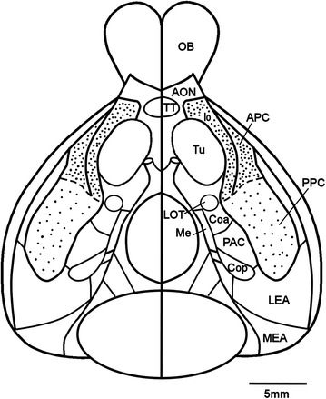 Fig. 1