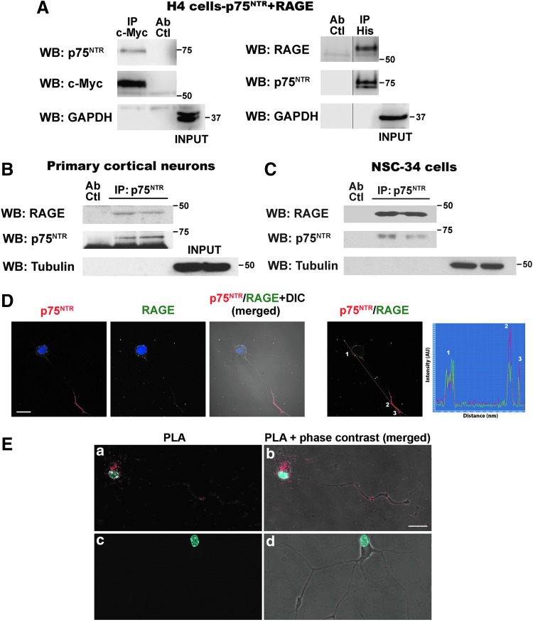 FIG. 4.