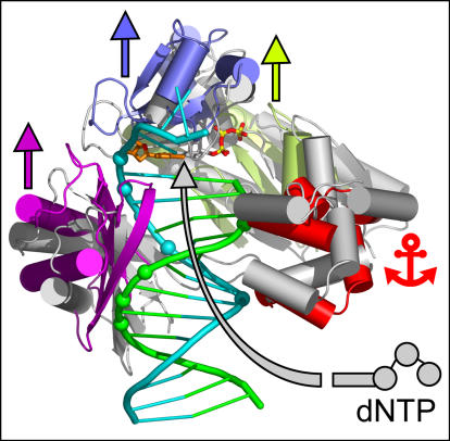 In response to DNA injury, the polymerase Dpo4 inserts a nucleotide, and three of its protein domains (light green, blue, magenta) shift upward (their prior position is shown in gray), while the fourth domain anchors Dpo4. This “bypass replication” maneuver allows DNA replication to proceed error-free