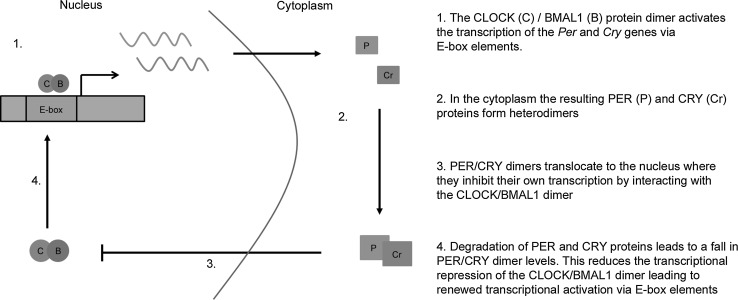 Fig. 1