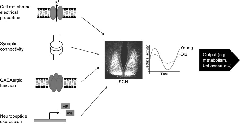 Fig. 3