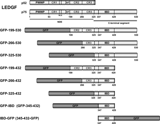 FIG. 1.