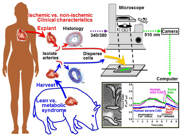 graphic file with name nihms-1934761-f0001.jpg