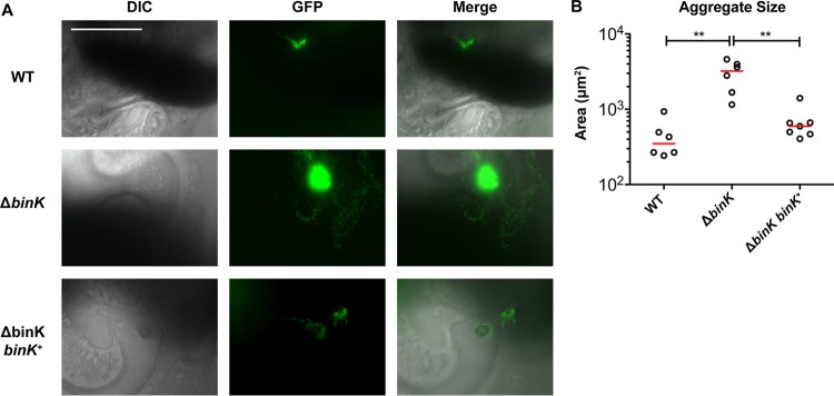 FIG 4