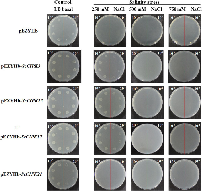 Fig. 6