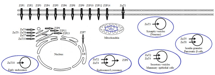 Figure 2.