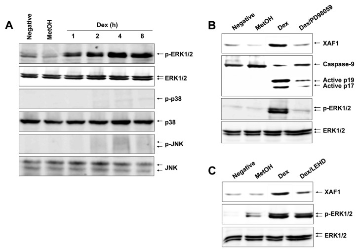 Figure 5.