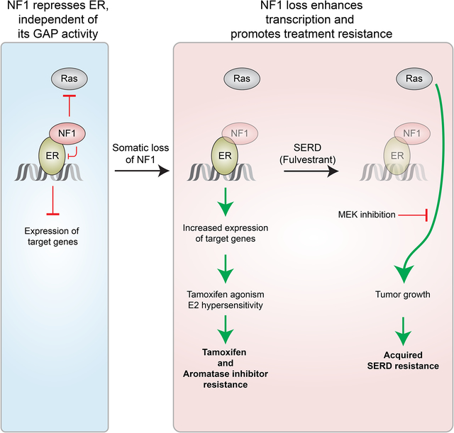 graphic file with name nihms-1568796-f0001.jpg