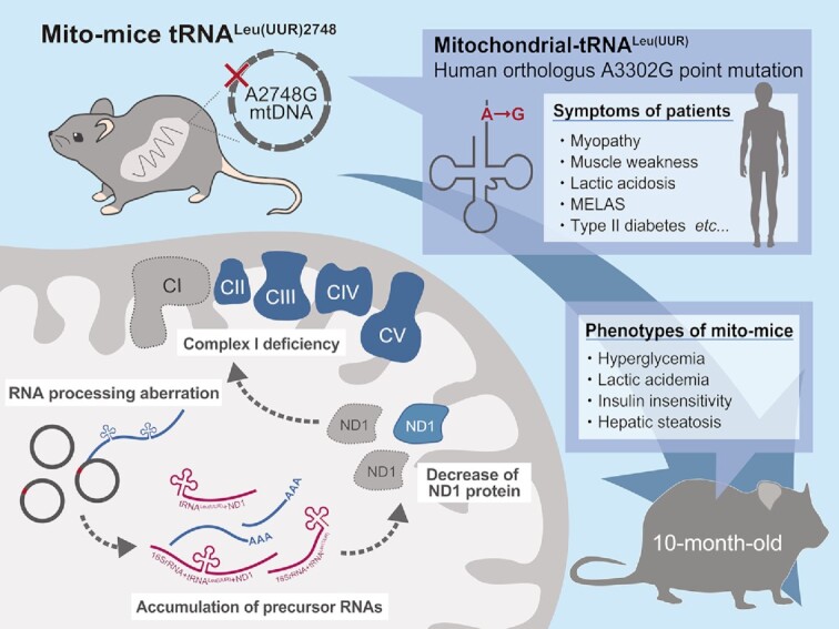 Graphical Abstract