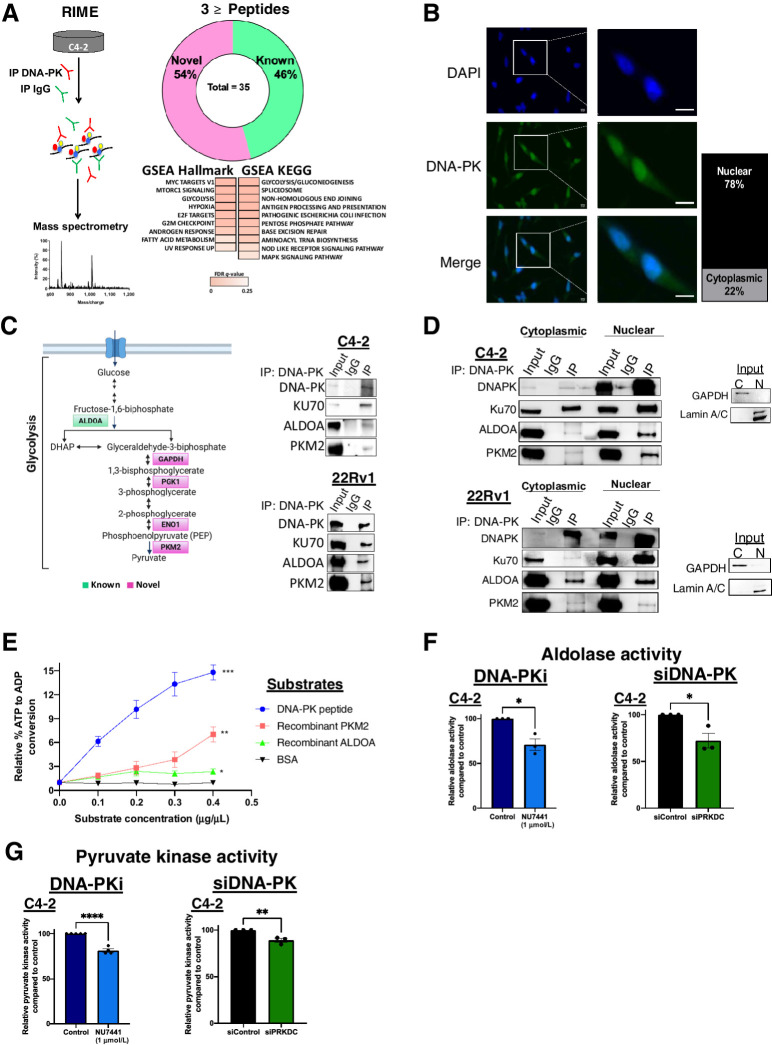 Figure 1. DNA-PK interacts with glycolytic enzymes and promotes enzymatic activity. A, Schematic of RIME proteins in C4–2 cell line. Donut plot of known and novel DNA-PK partners, GSEA hallmark and KEGG gene set analysis. B, DNA-PK localization in C4–2 cells: DAPI (blue), DNA-PK (green). DNA-PK levels are quantified (right). C, Simplified schematic of glycolysis pathway highlighting known (green) and novel (magenta) DNA-PK partners identified by RIME. ALDOA and PKM2 interaction with DNA-PK in CRPC whole cell lysates. D, Cytoplasmic and nuclear Interaction of DNA-PK with ALDOA and PKM2 in CRPC cell lines (C4–2 top, 22Rv1 bottom). E, In vitro DNA-PK kinase assay using ALDOA and PKM2 as substrates, DNA-PK peptide (positive control), and BSA (negative control). Aldolase activity assay (F) and pyruvate kinase activity assay (G) after DNA-PK inhibition (NU7441, 1 μmol/L, 3 hours) and DNA-PK knockdown (96 hours posttransfection). Data collected in at least three biological replicates, represented as mean ± SEM (*, P < 0.05; **, P < 0.01; ***, P < 0.001).