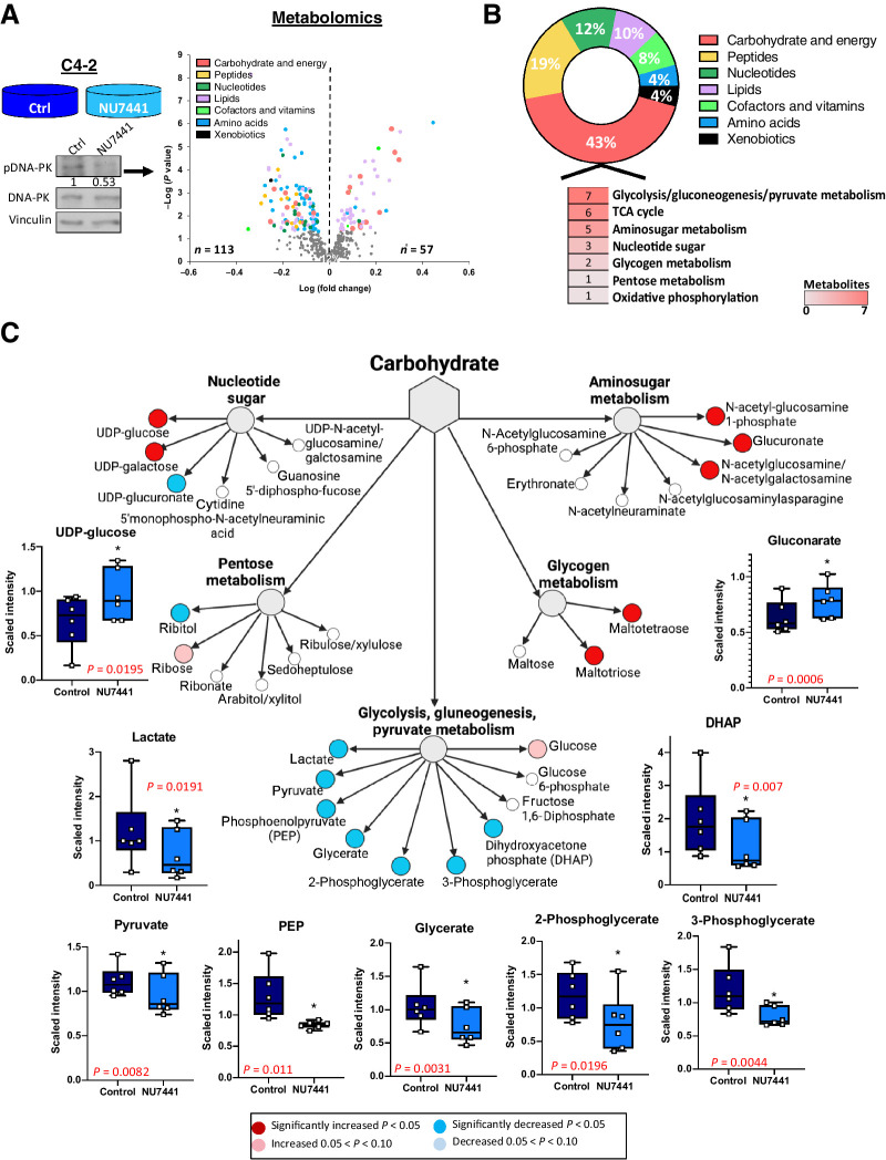 Figure 2. DNA-PK activity modulates metabolic pathways and results in significant changes in carbohydrate metabolism. A, Steady-state metabolomics performed in C4–2 cells in DMSO vs. NU7441 (1 μmol/L, 24 hours). Increased and decreased metabolites shown in the scatter plot for each super-pathway. B, Relative percent of metabolites changed (up and down) compared with total number of metabolites identified in each super-pathway. C, Metabolites changed in each carbohydrate subpathway with glycolysis having the most changed metabolites shown by box and whisker plots.