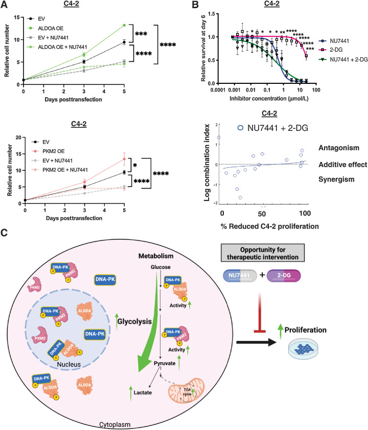 Figure 6. DNA-PK regulation of glycolysis contributes to aggressive disease and can be mitigated by co-targeting DNA-PK and glycolysis. A, ALDOA and PKM2 overexpression rescue blunted proliferation by DNA-PK inhibition. B, Co-targeting DNA-PK and glycolysis has additive anti-proliferative effect when using titrating DNA-PKi and 2-DG concentration (0–25 μmol/L). C, Summary schematic of the role of DNA-PK in glycolysis (*, P < 0.05; **, P < 0.01; ***, P < 0.001; ****, P < 0.0001).