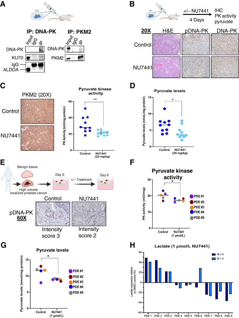 Figure 5. DNA-PK regulates glycolysis in in vivo and ex vivo models. A, DNA-PK interacts with ALDOA and PKM2 in C4–2 xenografts. B, Representative IHC images for H&E, pDNA-PK, and DNA-PK after DNA-PK inhibition (25 mg/kg, 4 continuous days) effect. C and D, DNA-PK inhibition does not impact PKM2 expression but reduces pyruvate kinase activity (C) and pyruvate levels (D) in vivo. E–G, DNA-PK inhibition (1 μmol/L, 6 days) reduces pDNA-PK levels (E), pyruvate kinase activity (F), and pyruvate levels (G) in PDE. H, DNA-PK inhibition reduces lactate synthesis ex vivo (*, P < 0.05; **, P < 0.01).