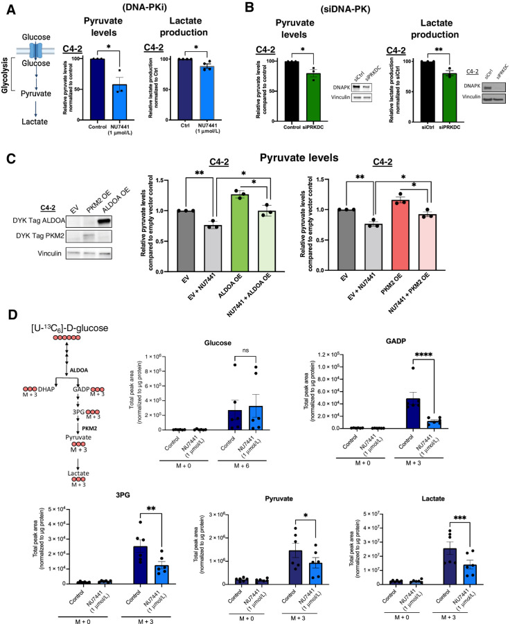 Figure 4. DNA-PK regulates glycolysis. A, Pyruvate levels and lactate production was measured upon DNA-PK inhibition (NU7441, 1 μmol/L, 24 hours). B, DNA-PK knockdown (96 hours posttransfection). C, Pyruvate levels upon overexpression of ALDOA and PKM2 as validated via protein levels (left). D, Glucose tracing through glycolysis pathway to GADP, 3PG, pyruvate, and lactate generation through metabolic flux analysis. C4–2 cells were treated with NU7441 (1 μmol/L, 24 hours) or vehicle control, followed by 2 hours pulse with [U-13C6]-D-glucose. Data collected in at least three biological replicates, represented as mean ± SEM (ns, nonsignificant; *, P < 0.05; **, P < 0.01; ***, P < 0.001).