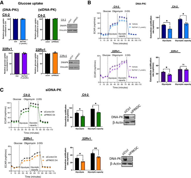 Figure 3. DNA-PK impacts overall glycolytic activity. A, Glucose uptake was measured upon DNA-PK inhibition (NU7441, 1 μmol/L, 24 hours) and DNA-PK knockdown (96 hours posttransfection) using a fluorescence glucose analog, 2NBDG. B and C, Glycolysis stress test seahorse performed upon DNA-PK inhibition (B; NU7441, 1 μmol/L, 24 hours) and DNA-PK knockdown (C; 96 hours posttransfection). ECAR was quantified and shown (right). Glycolysis was measured after glucose stimulation and prior to oligomycin treatment. Glycolytic capacity was measured after oligomycin stimulation and prior to 2-DG. Data collected in at least three biological replicates, represented as mean ± SEM (ns, nonsignificant; *, P < 0.05; **, P < 0.01; ***, P < 0.001).