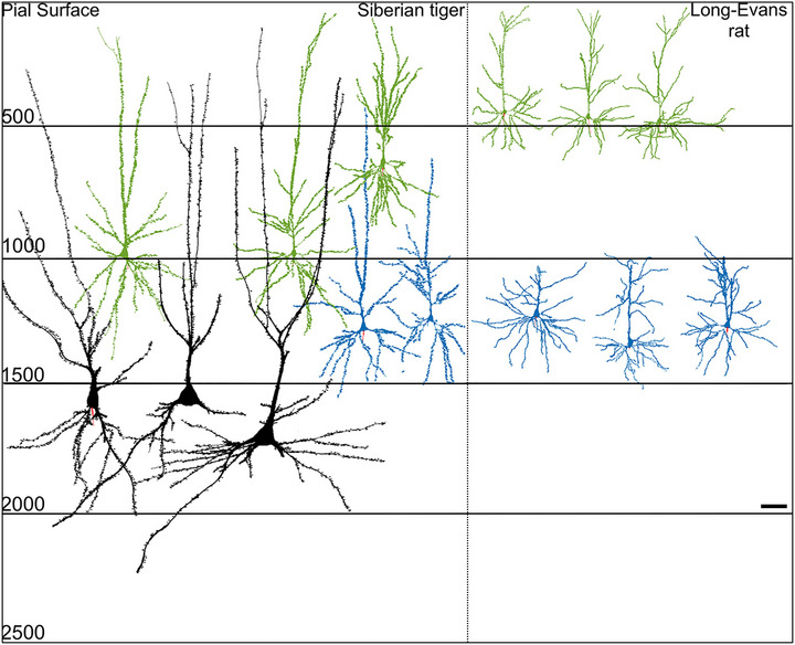 Betz cells of the primary motor cortex - PMC