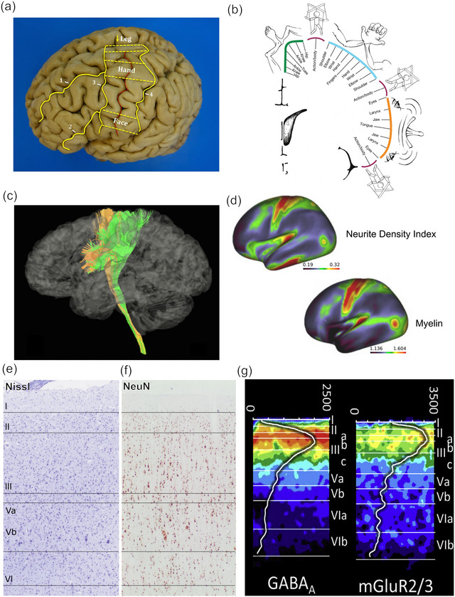 Betz cells of the primary motor cortex - PMC