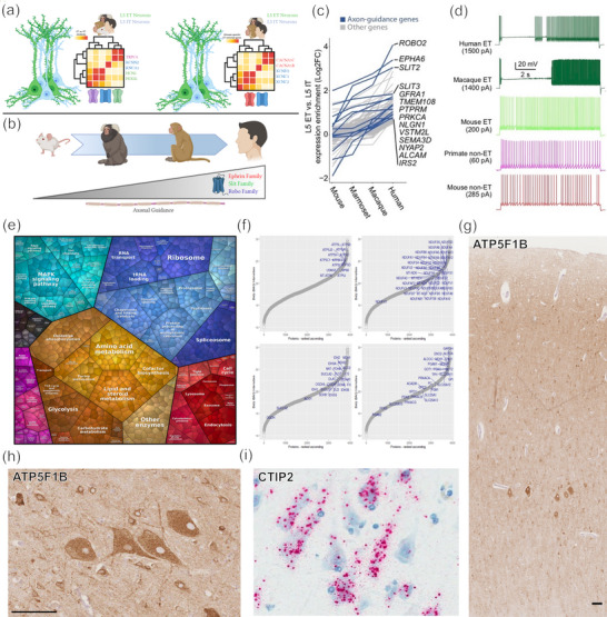 Betz cells of the primary motor cortex - PMC