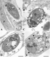 FIG. 5.