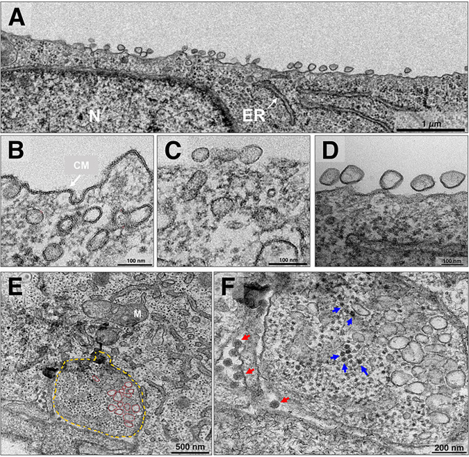 FIG 2