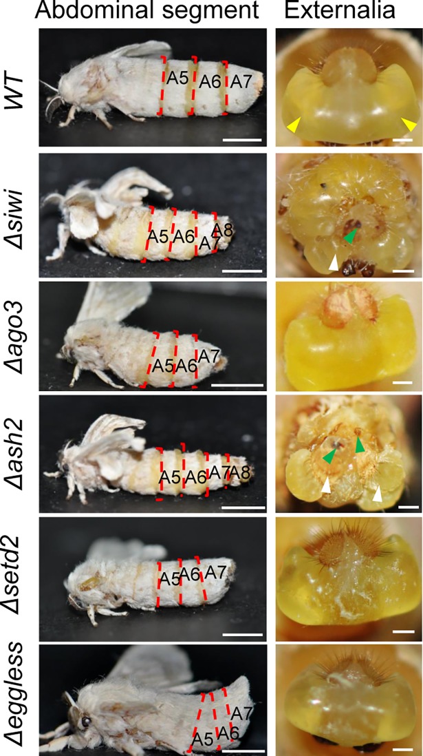 Fig 3