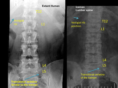 Fig. 7