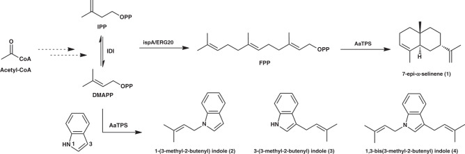 Fig. 1