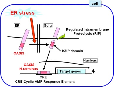 Fig. 3