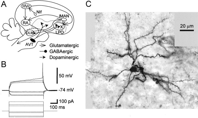 Fig. 1.