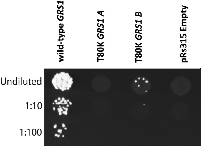 Figure 2.