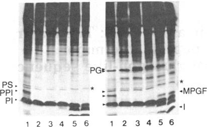 graphic file with name pnas00617-0008-a.jpg