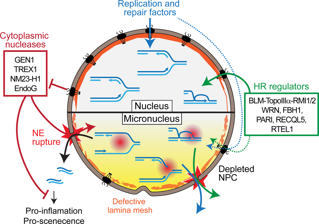 Figure 4: