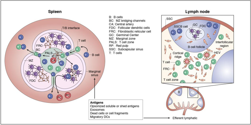 Figure 1: