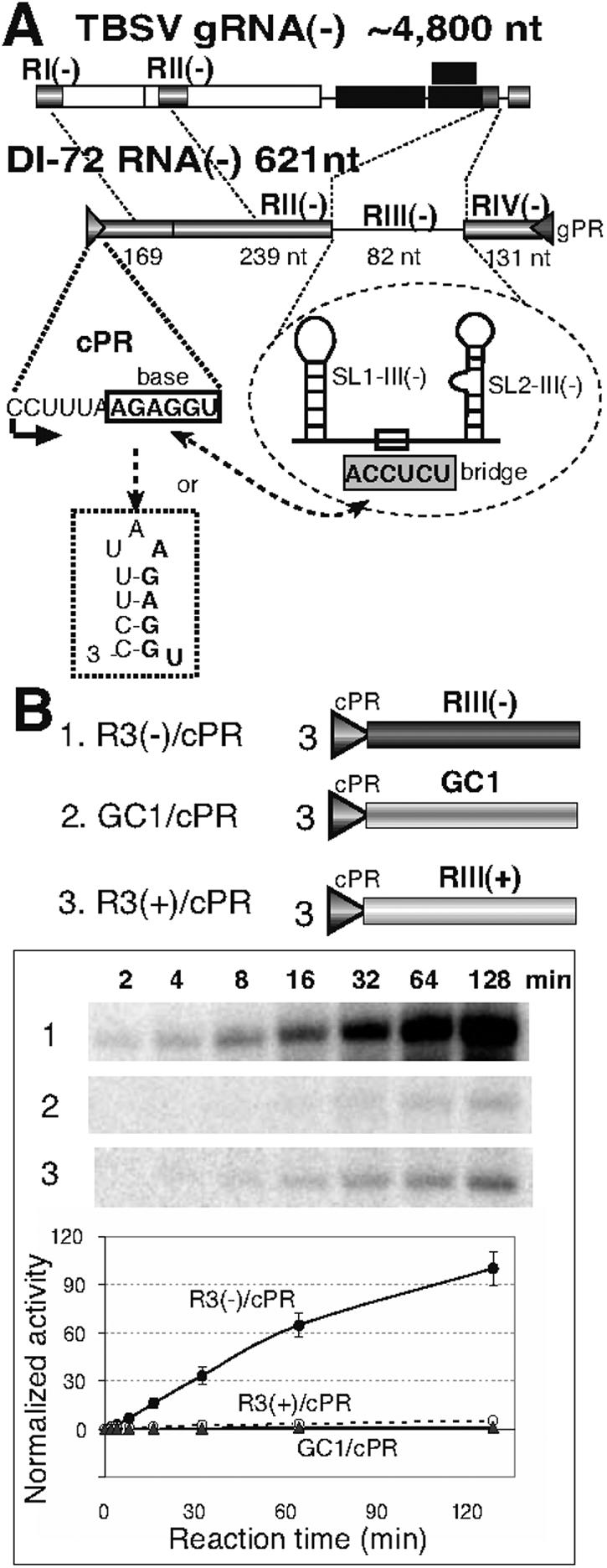 FIG. 1.