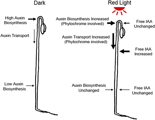 Figure 11.