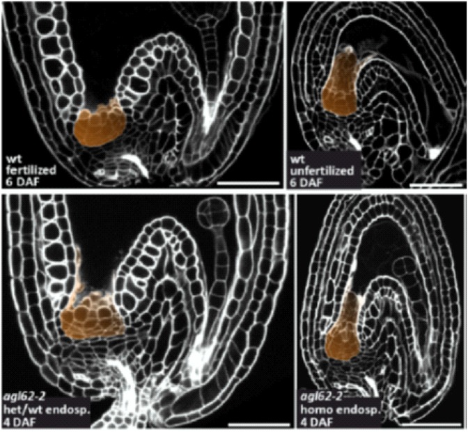 What the Nucellus Can Tell Us - PMC