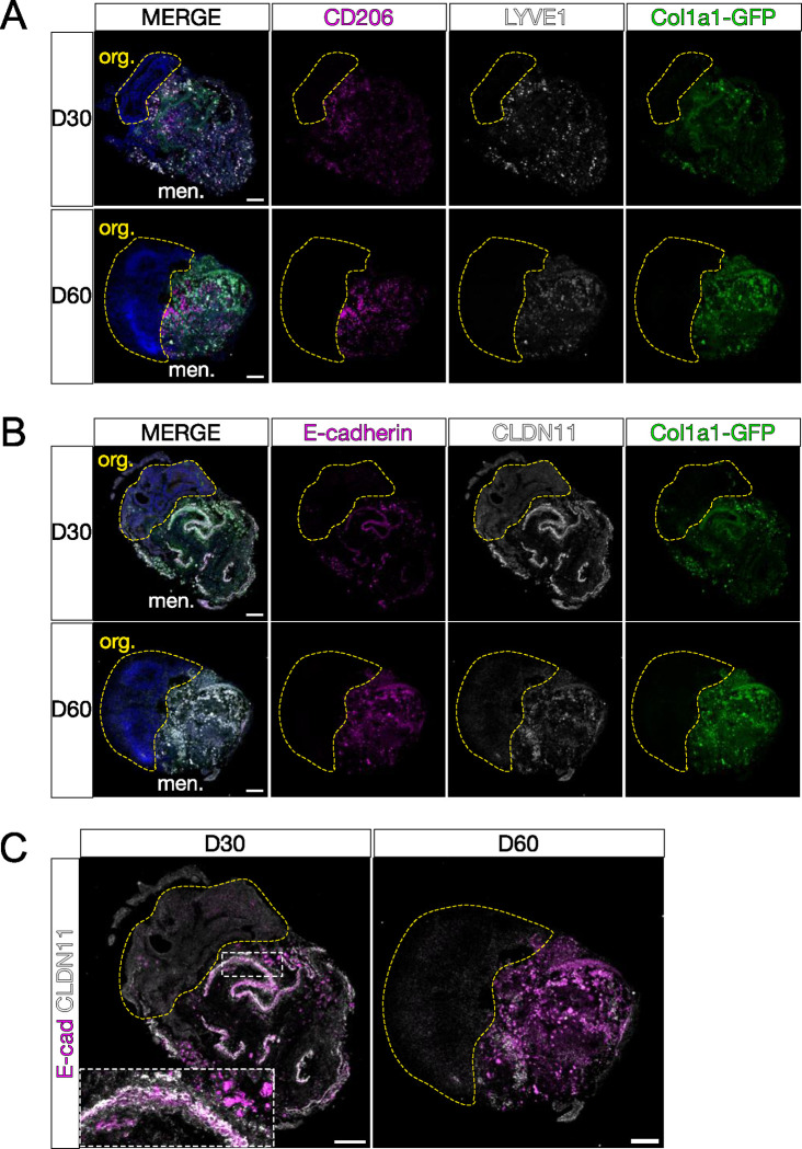 Figure 3: