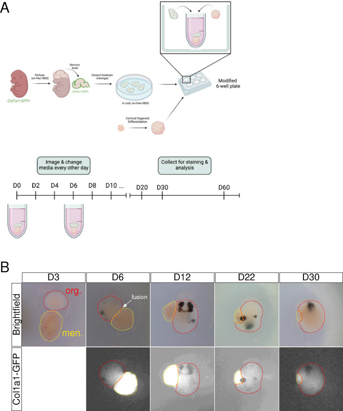 Figure 2: