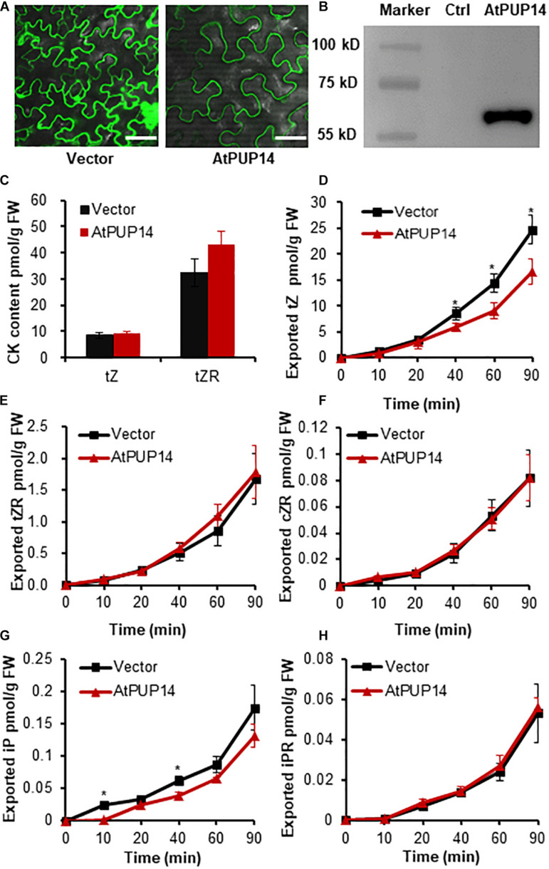 FIGURE 4