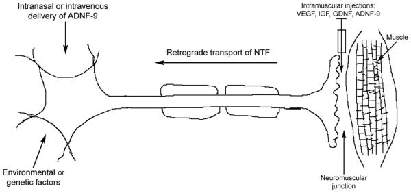 Fig. (1)